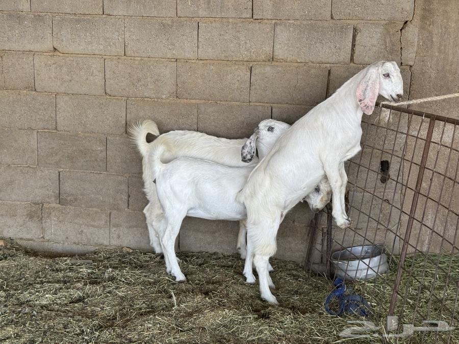 Jafar64406179736835112