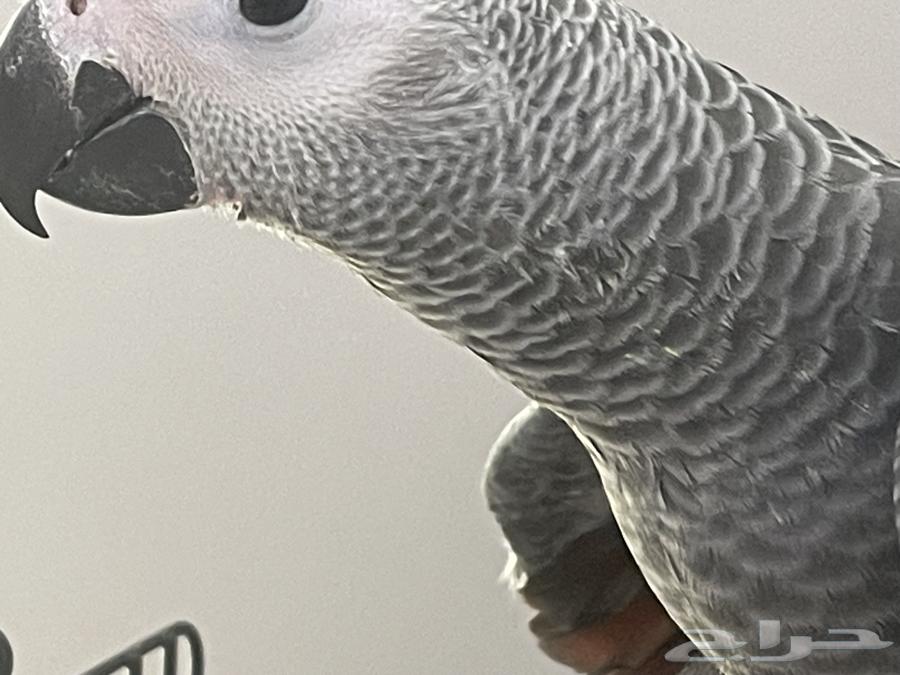 كاسكو هدد نشبه64408329606787114