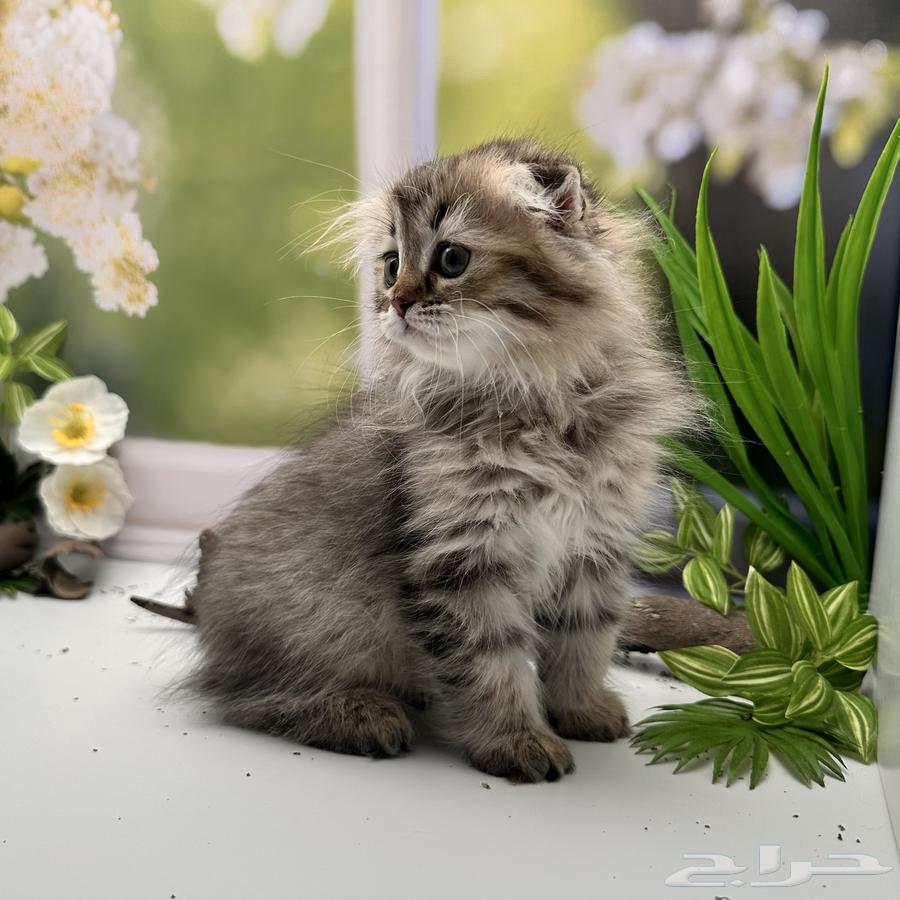 سكوتش فولد لونق هير - انثى64410737597955112