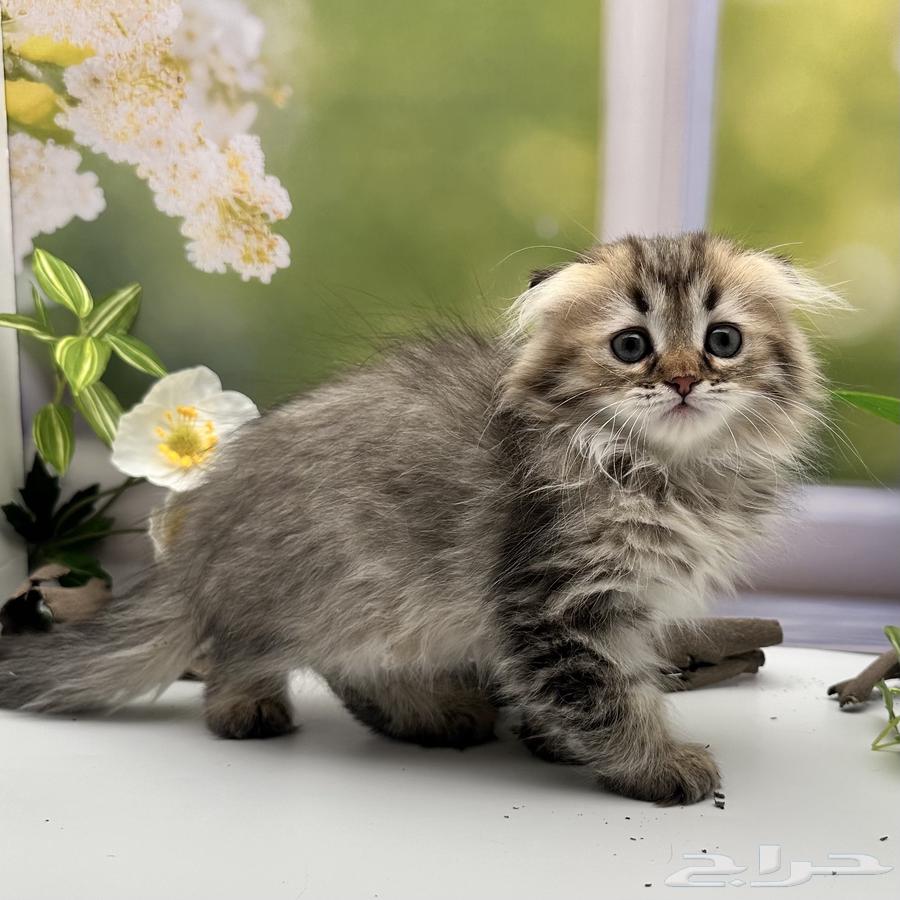 سكوتش فولد لونق هير - انثى64410737597955110