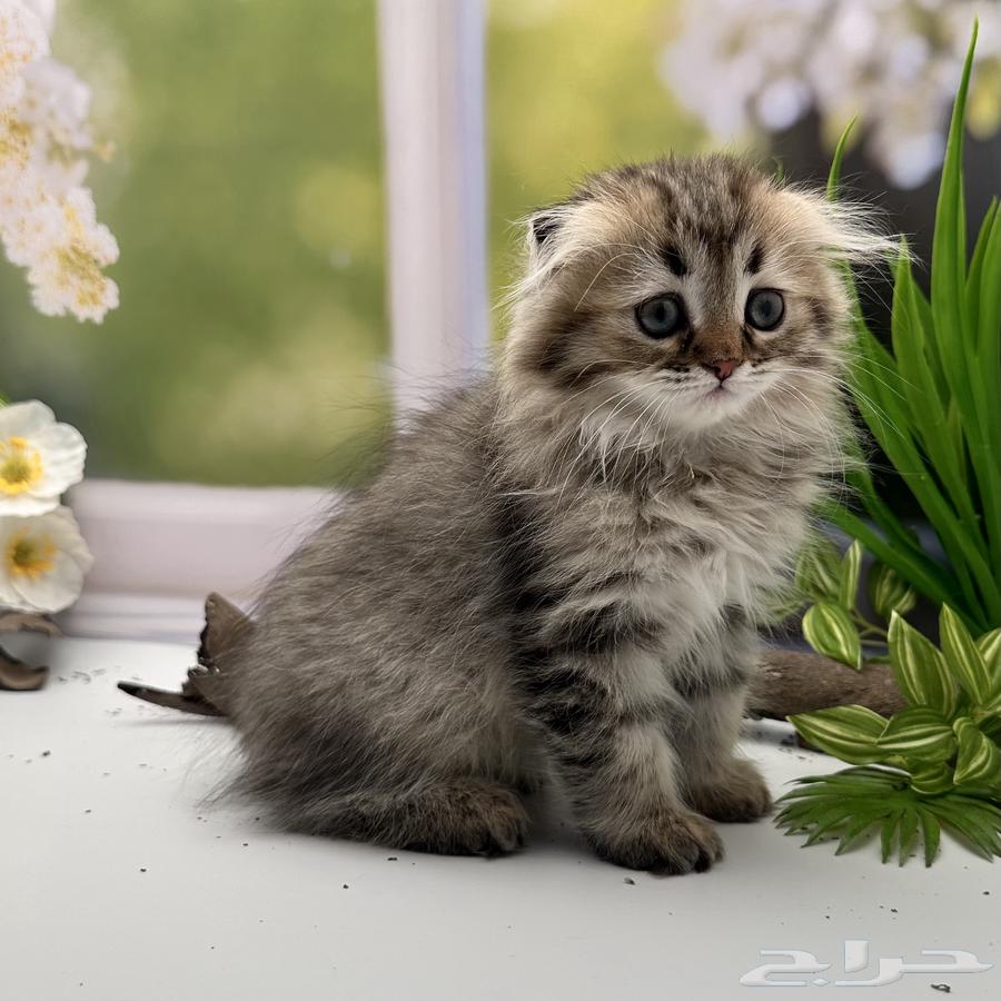 سكوتش فولد لونق هير - انثى64410737597955111