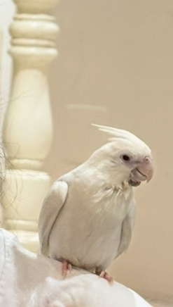 كروان البينو64407741492099110