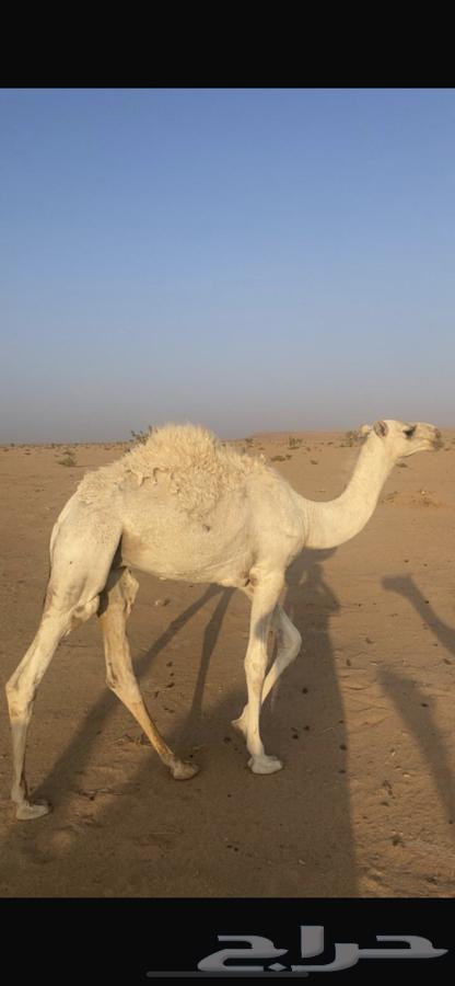 للبيع قعدان قصب64409837959298111