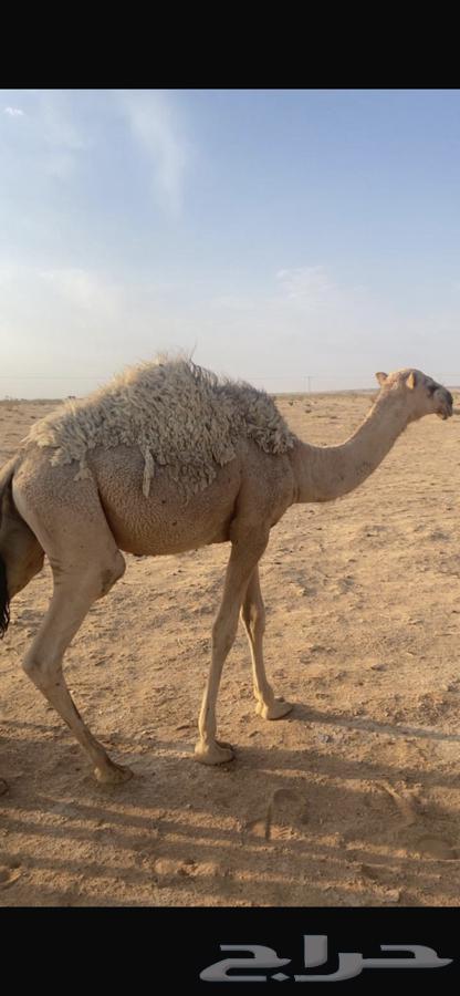 للبيع قعدان قصب64409837959298110