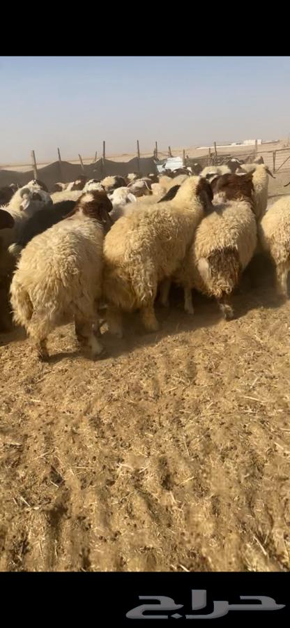 ذبايح - تمايم - ثلاجه - نعيم جبر64406417091971113