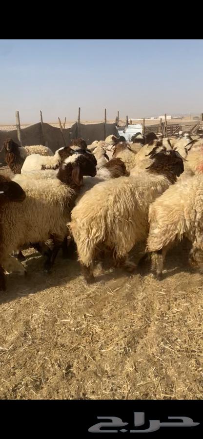 ذبايح - تمايم - ثلاجه - نعيم جبر64406417091971112