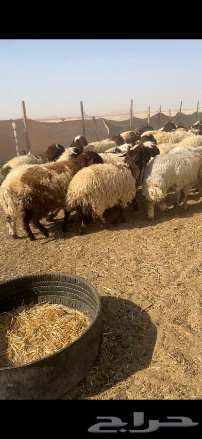 ذبايح - تمايم - ثلاجه - نعيم جبر64406417091971110