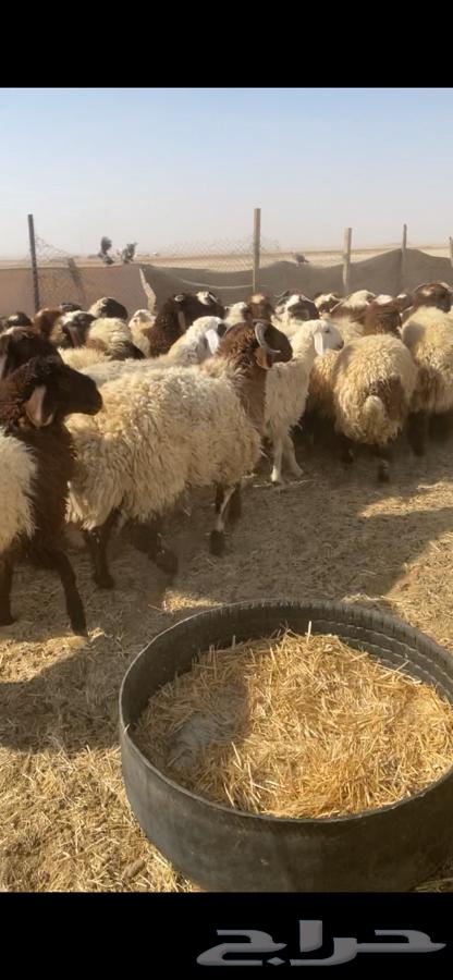 ذبايح - تمايم - ثلاجه - نعيم جبر64406417091971114