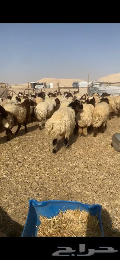 ذبايح - تمايم - ثلاجه - نعيم جبر64406417091971111