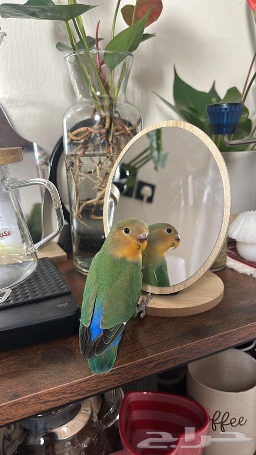 للبيع روز لطيف يصلح للكبير والصغير64405708547713111