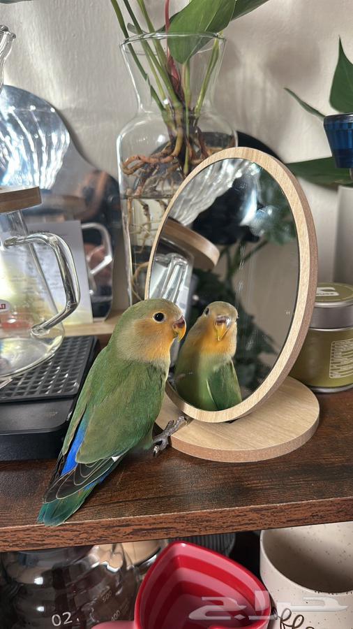 للبيع روز لطيف يصلح للكبير والصغير64405708547713112