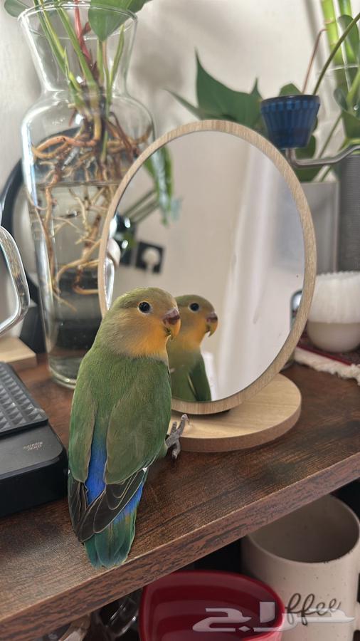 للبيع روز لطيف يصلح للكبير والصغير64405708547713114