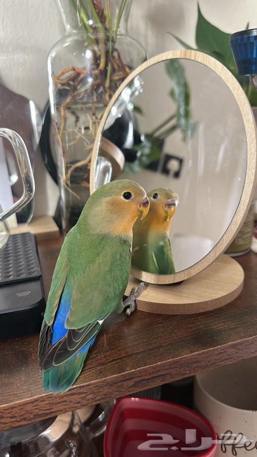 للبيع روز لطيف يصلح للكبير والصغير64405708547713110