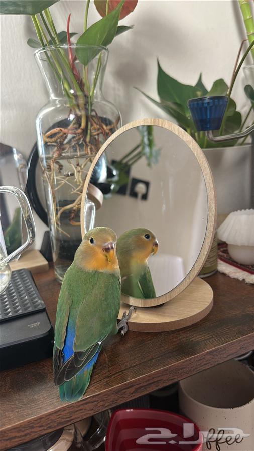 للبيع روز لطيف يصلح للكبير والصغير64405708547713113