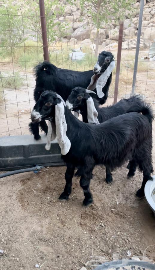 Jafar Awared Sinf Al Sinf (Sold)64411324680450110