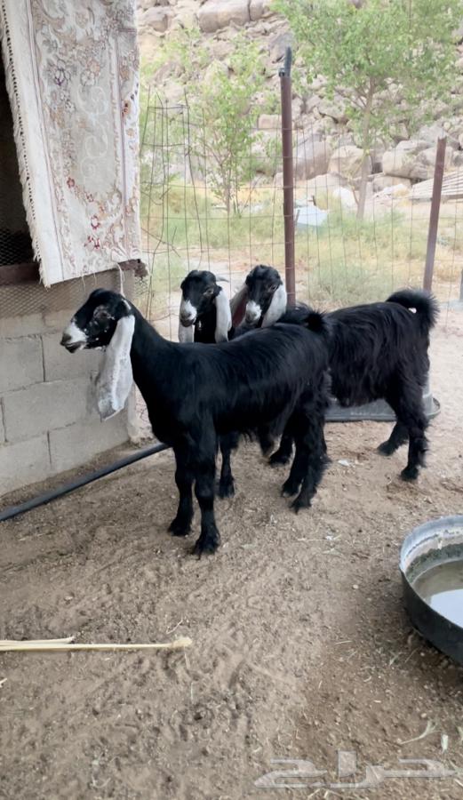 Jafar Awared Sinf Al Sinf (Sold)64411324680450112