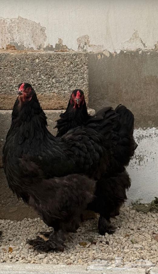 طقم براهما 3 دجاج وديك اسود64410391527042110