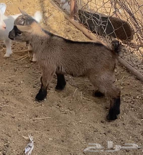 يتوفر اثنين قزمي للبيع العمر شهر و20 يوم64410494649730112