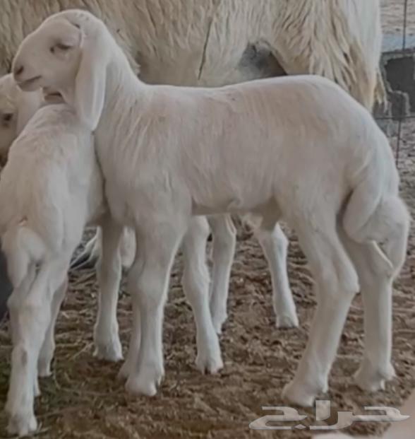 صنف صنف64405527323523113