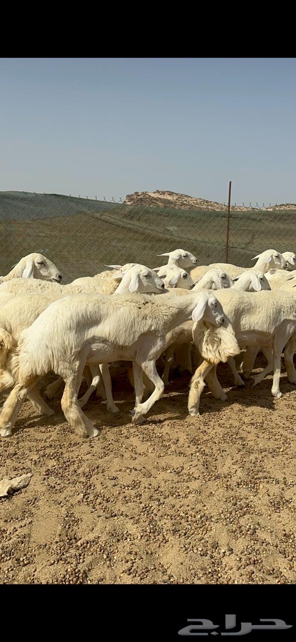 رخال حريه64408118702210110