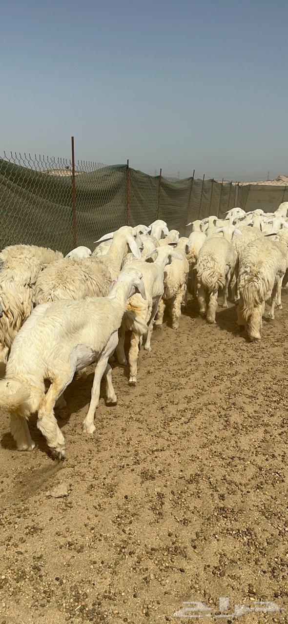 رخال حريه64408118702210111