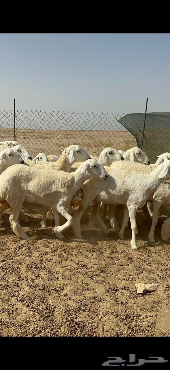 رخال حريه64408118702210113