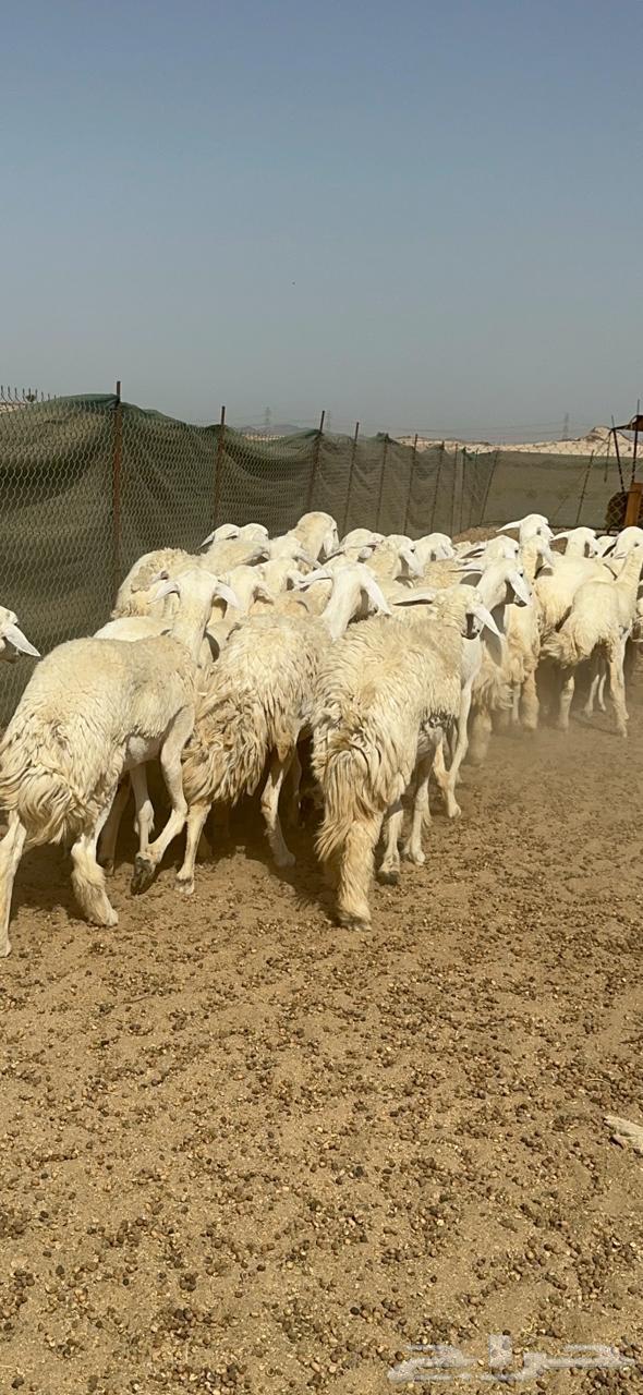 رخال حريه64408118702210114