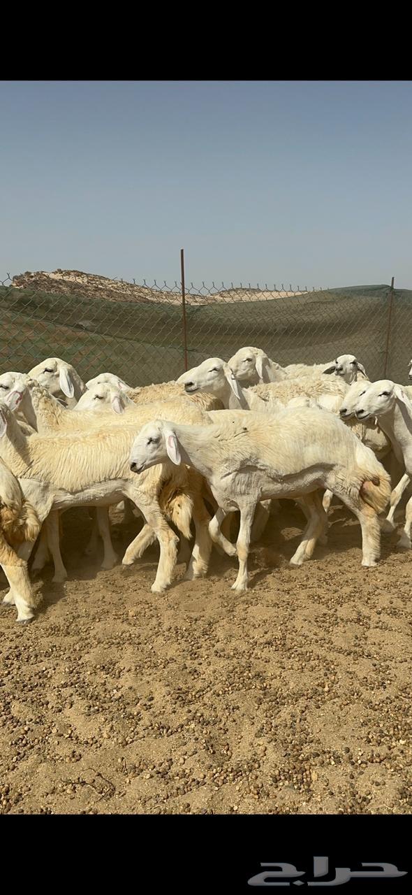 رخال حريه64408118702210112