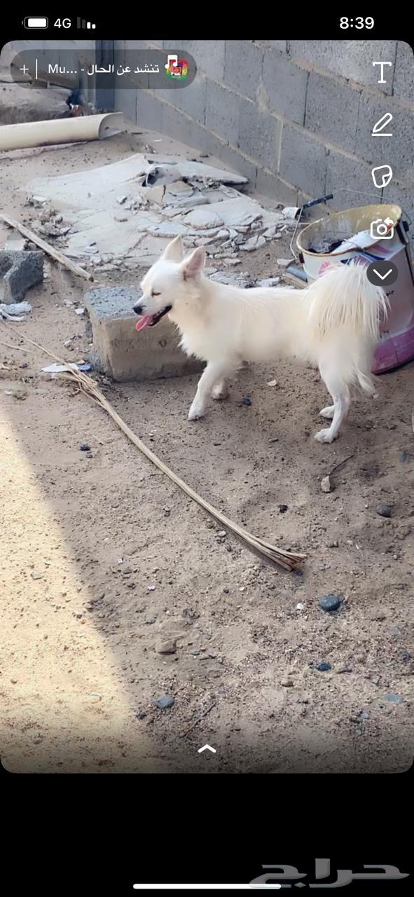 كلب مالتيز64410638319491111