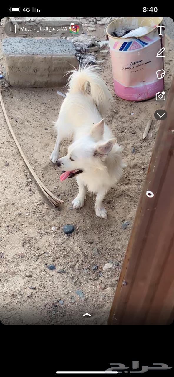 كلب مالتيز64410638319491112