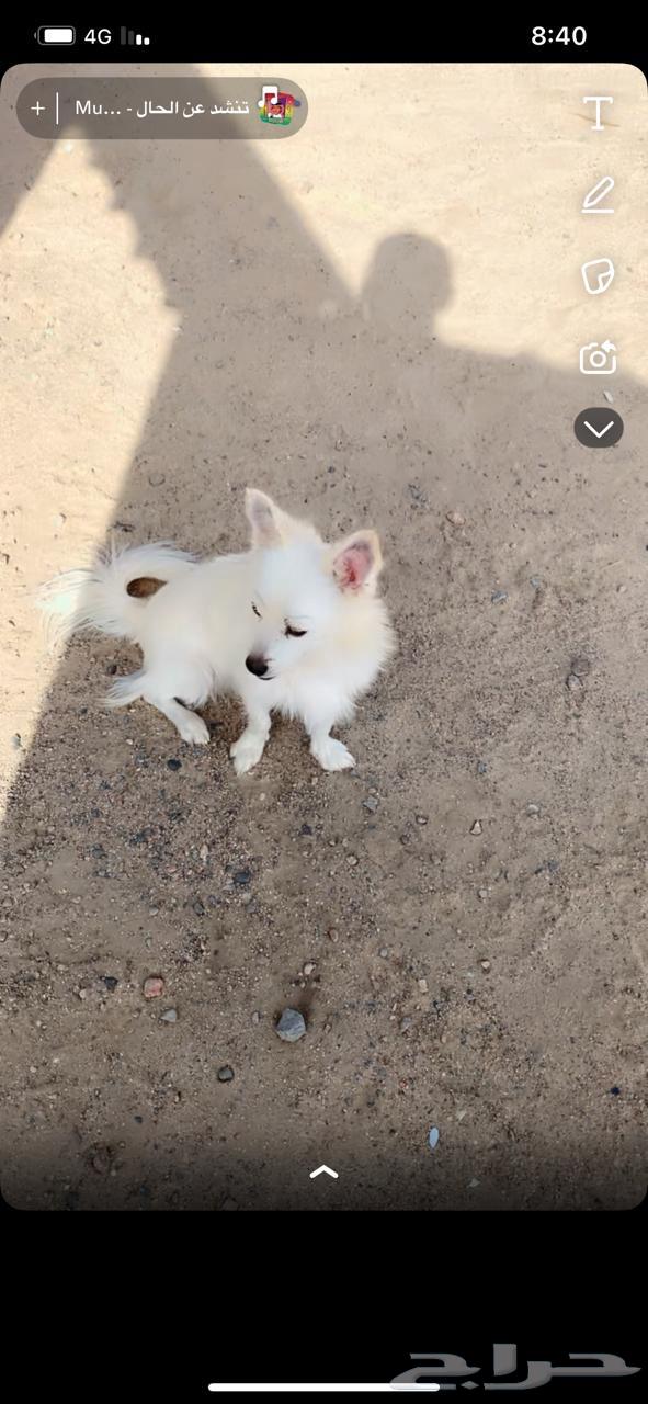 كلب مالتيز64410638319491110