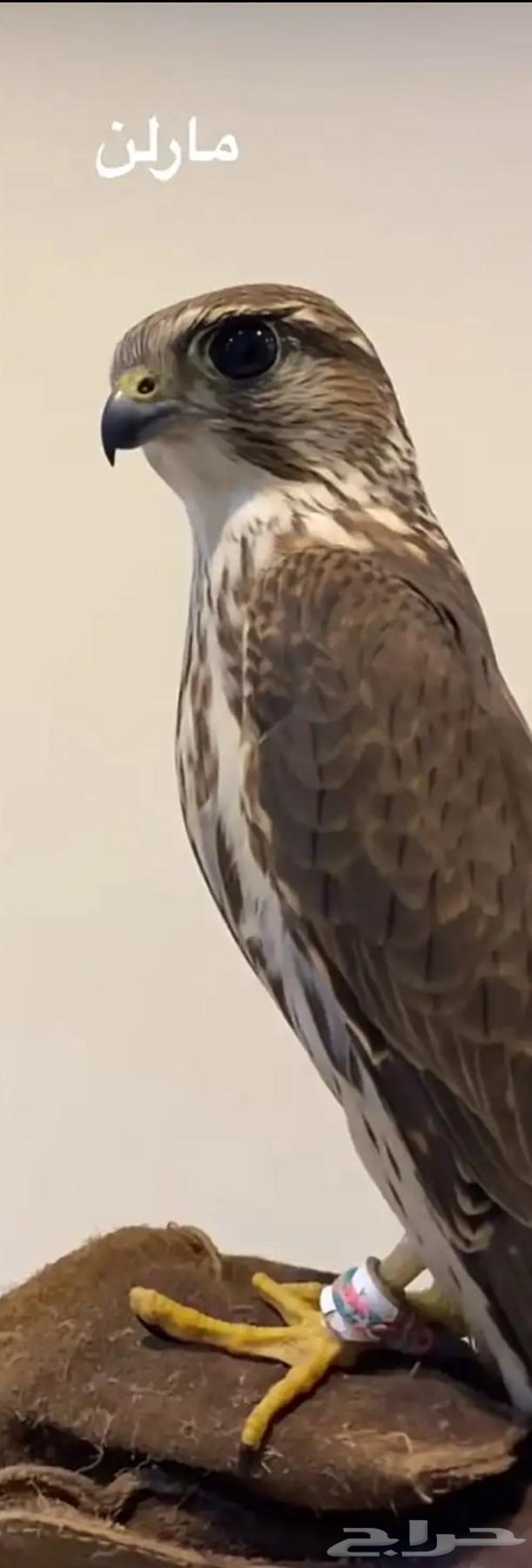 Those who have Marlène or Beka should contact me64567877742849110