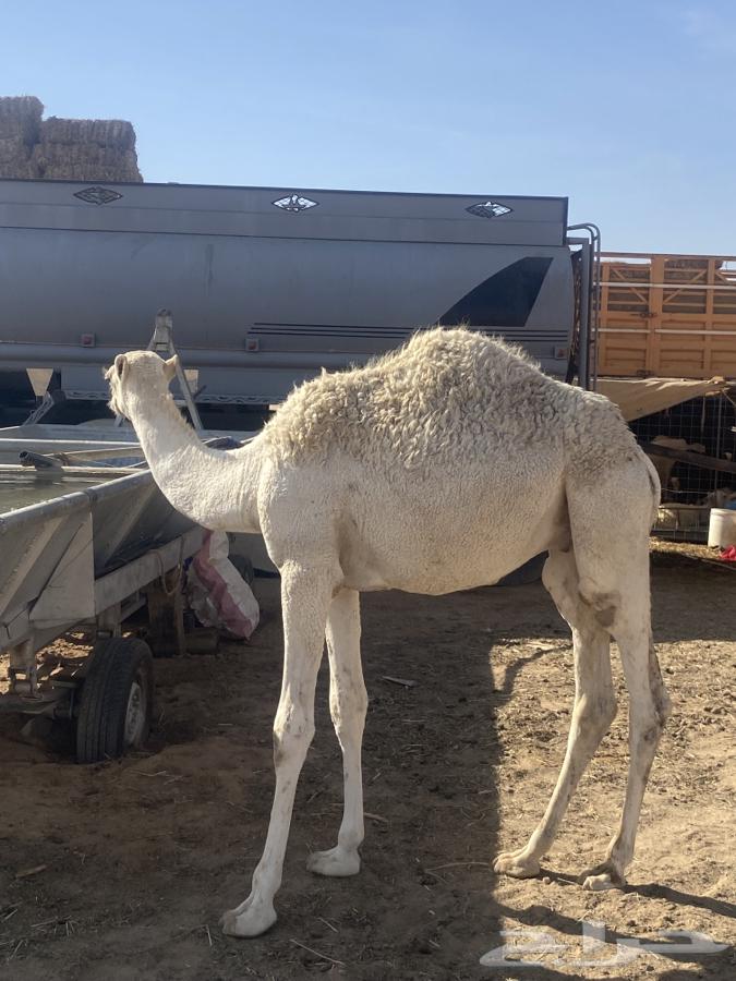 للبيع قعدان قصب64409837959298112