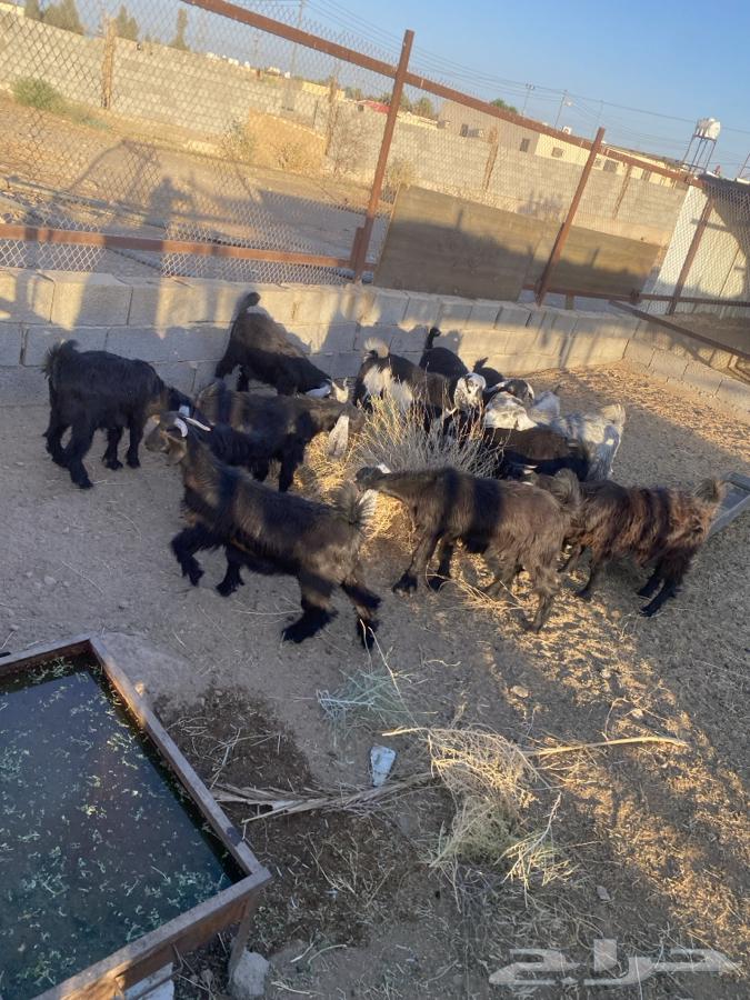 تيوس وجفار للبيع   تم البيع   تم البيع64411297542274111