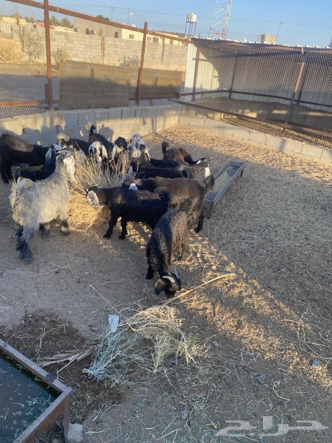 تيوس وجفار للبيع   تم البيع   تم البيع64411297542274110