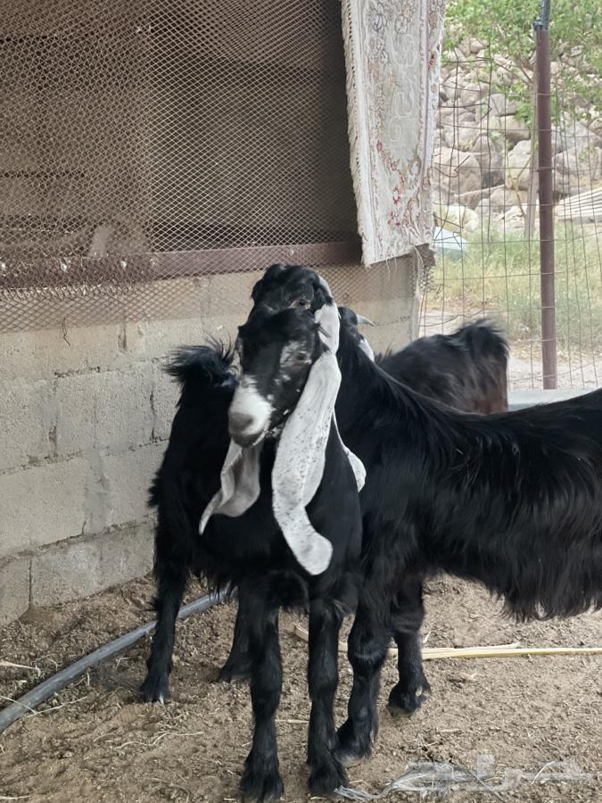 Jafar Awared Sinf Al Sinf (Sold)64411324680450114