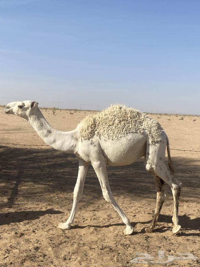 للبيع قعدان قصب64409837959298113