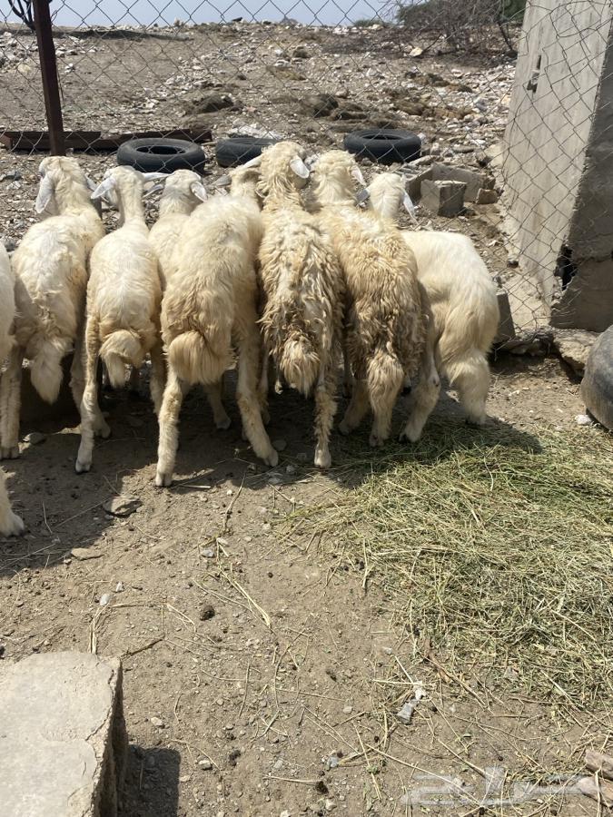 طليان ورخال64405153183491112