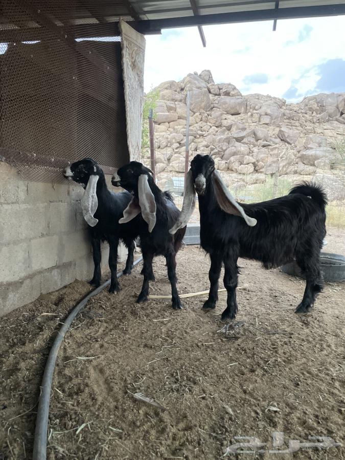 Jafar Awared Sinf Al Sinf (Sold)64411324680450113