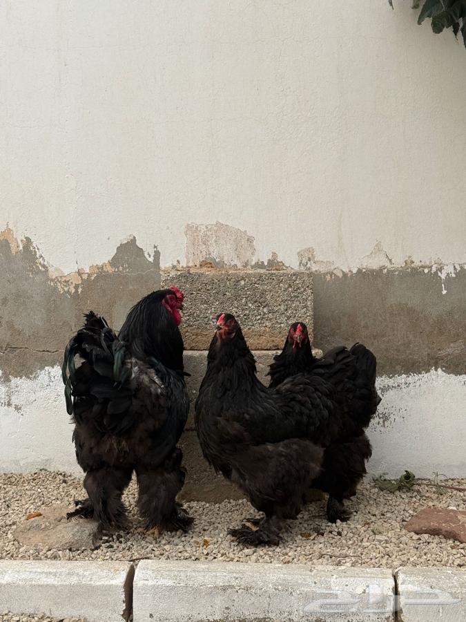 طقم براهما 3 دجاج وديك اسود64410391527042111