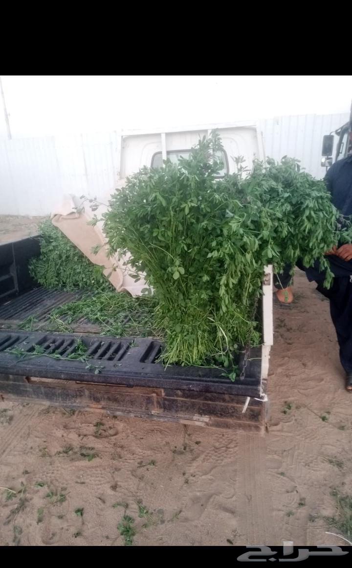 برسيم اخضر للهجن64411487077763110