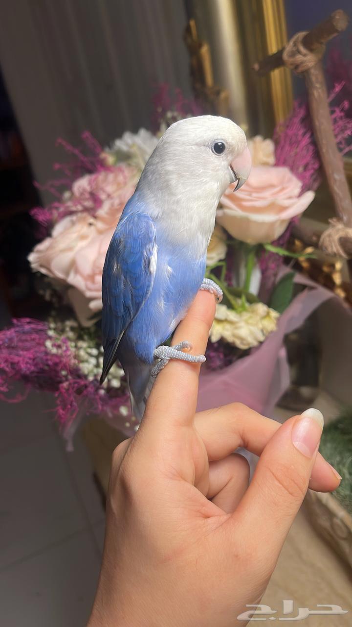 للبيع ببغاء الروز64411755159043113