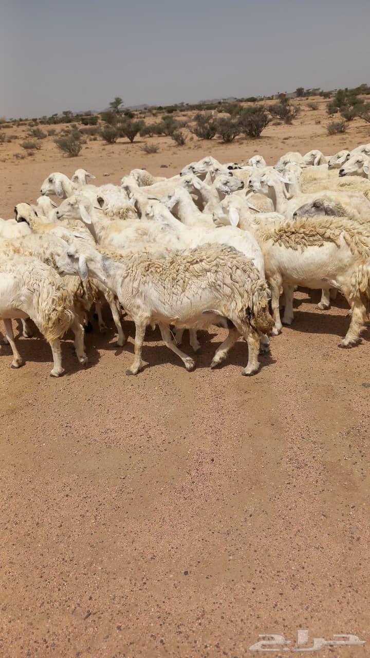 One grazing area good sheep64407964939649110