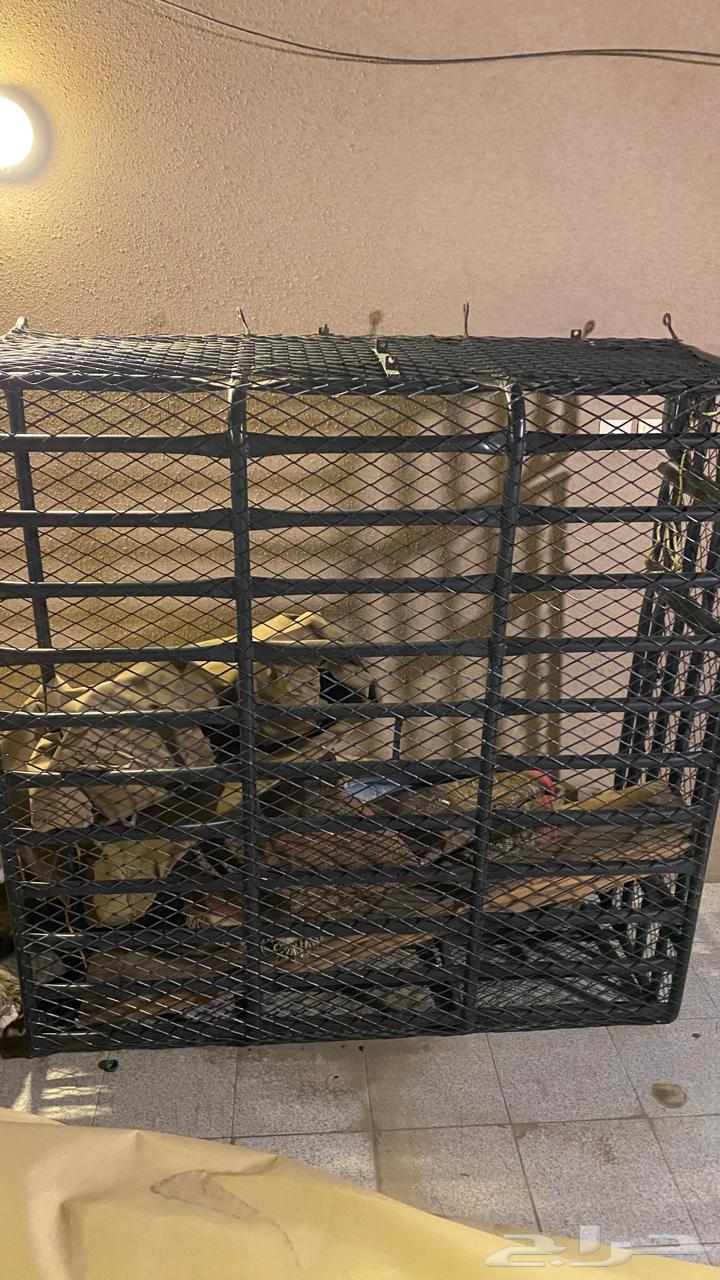 شد هايلوكس غمارتين من 16 وفوق جديد معه خشب عازل خيمه تفصيل64567808456962110