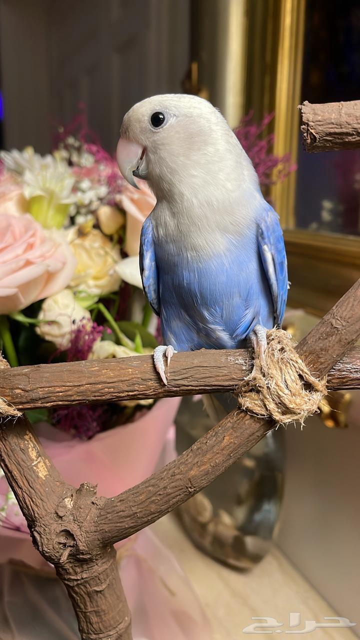 للبيع ببغاء الروز64411755159043110