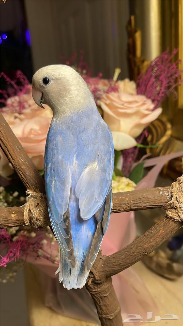 للبيع ببغاء الروز64411755159043111