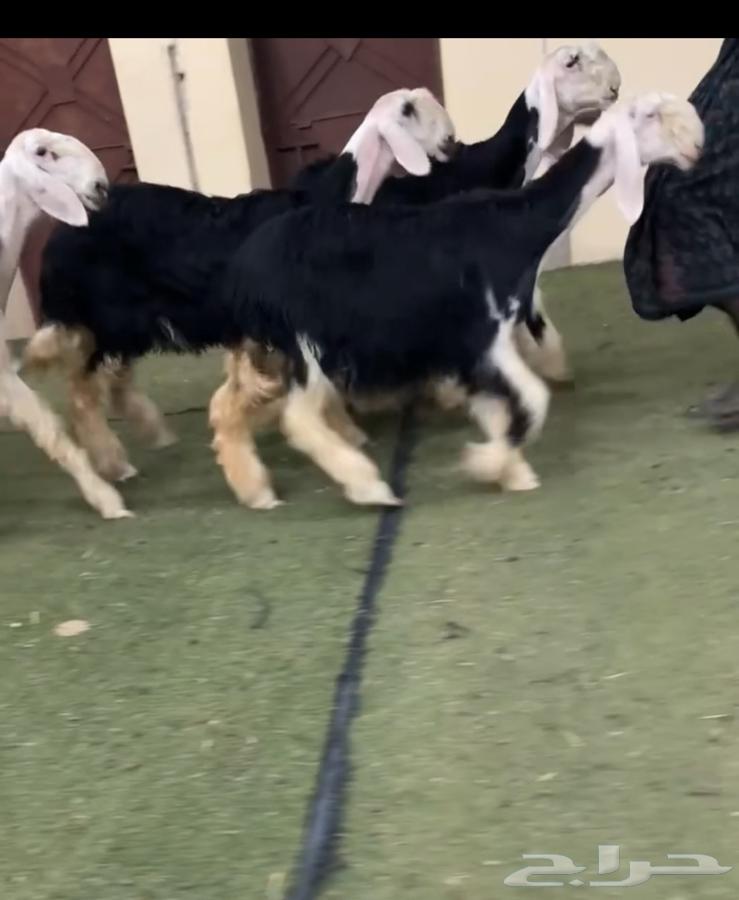 رخال نجد64406457900419112