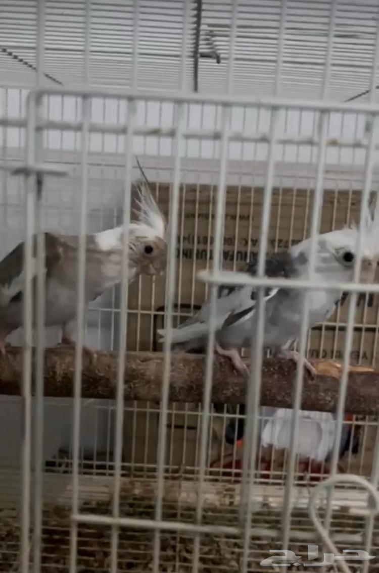 طيور كروان للبيع السوم 65064407937191171110