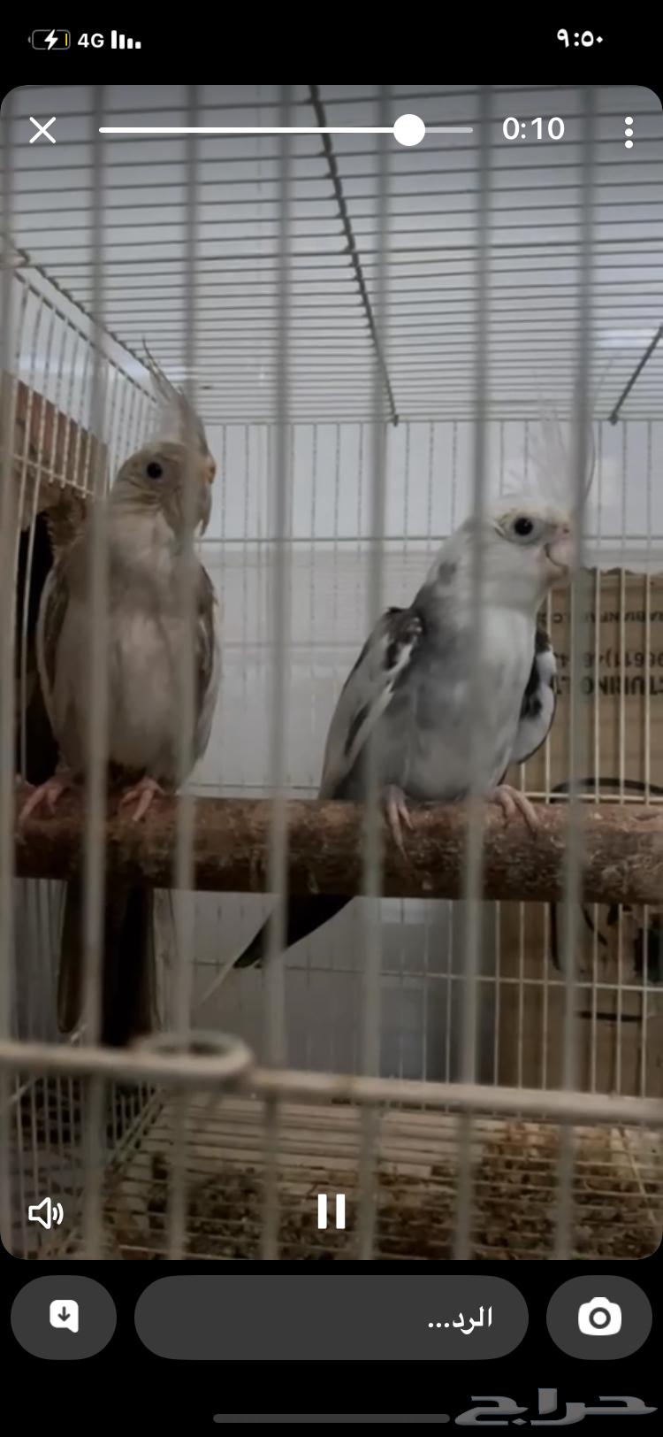 طيور كروان للبيع السوم 65064407937191171112
