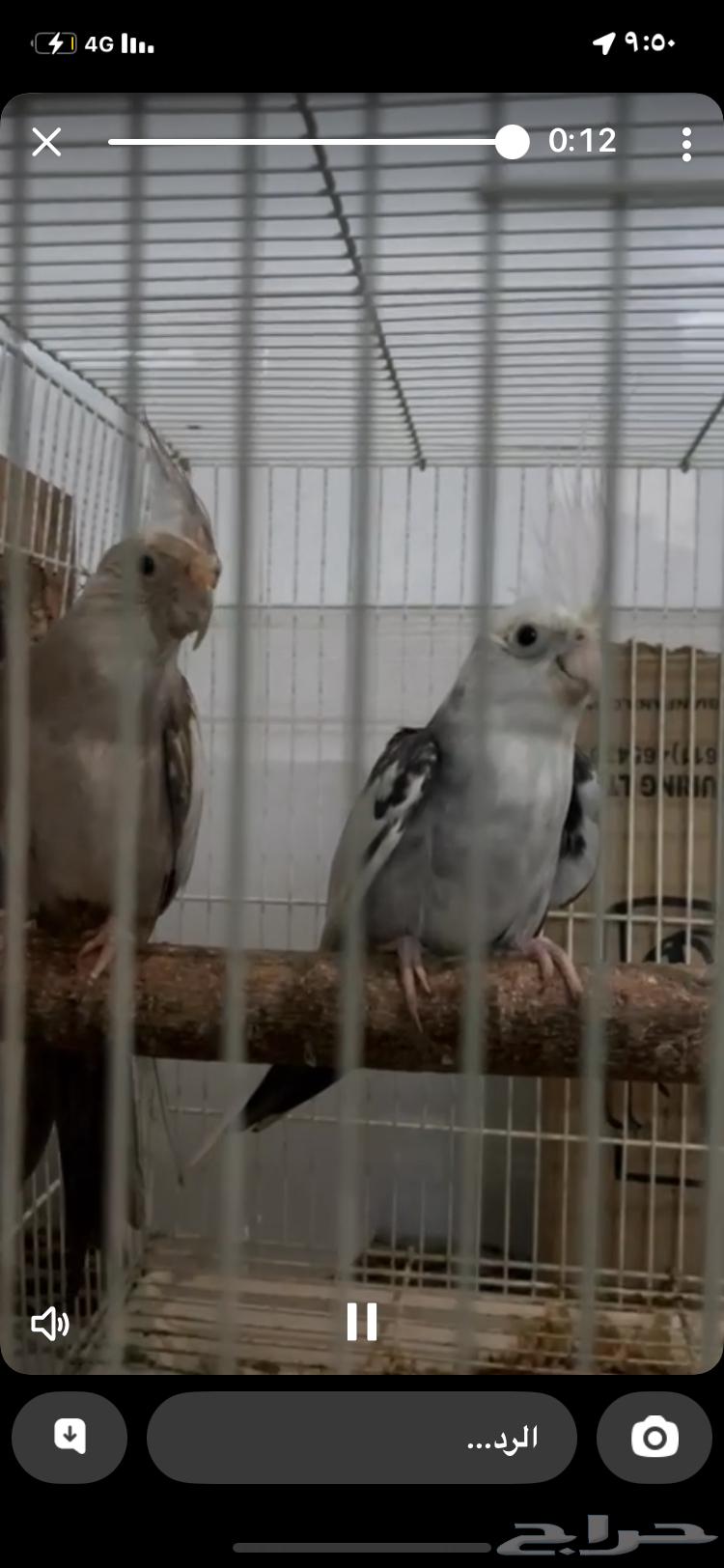 طيور كروان للبيع السوم 65064407937191171111
